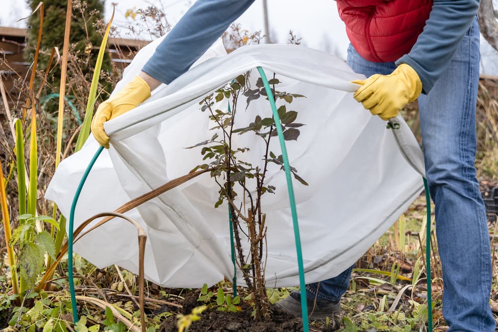 Top 10 Tips to Prepare Your Garden for Winter – The Gardening Choice