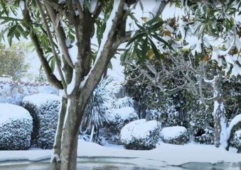 Top 10 Gardening Tips for January: Greenhouse, Hydroponics, and Winter Gardening Ideas