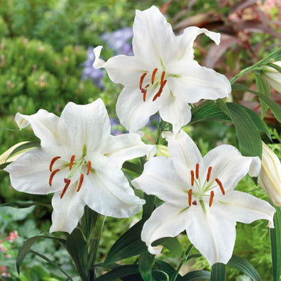 Casa blanca oriental lily
