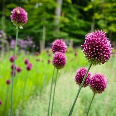 Drumstick allium