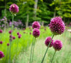 Drumstick allium