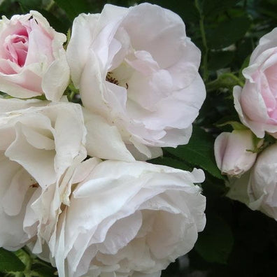 Polar ice rugosa rose