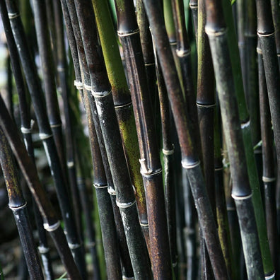 Black bamboo