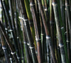 Black bamboo