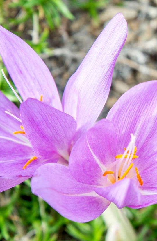 Autumn crocus