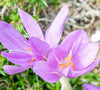 Autumn crocus