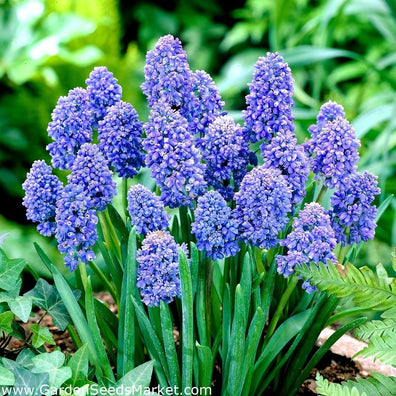 Blue spike grape hyacinth