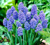 Blue spike grape hyacinth