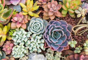Succulents & Cacti